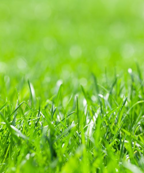 green-grass-background.jpg