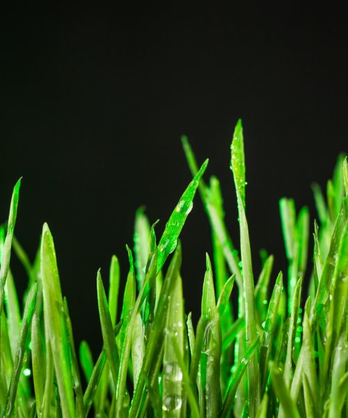 green-grass.jpg